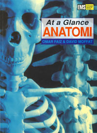 At a Glance Anatomi